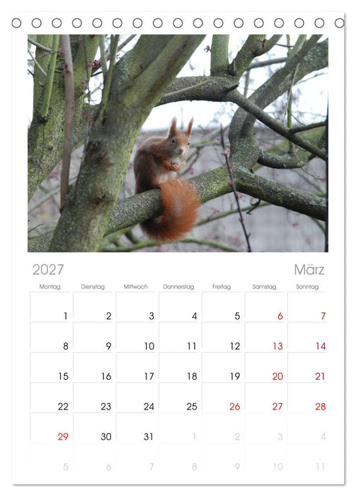 Spaß mit Eichhörnchen! (CALVENDO Tischplaner A5H 2027)
