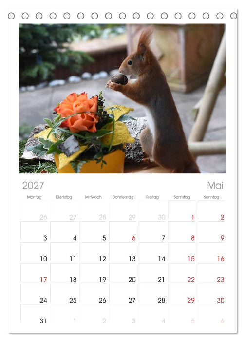 Spaß mit Eichhörnchen! (CALVENDO Tischplaner A5H 2027)