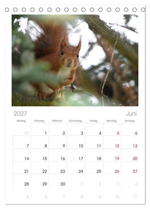 Spaß mit Eichhörnchen! (CALVENDO Tischplaner A5H 2027)