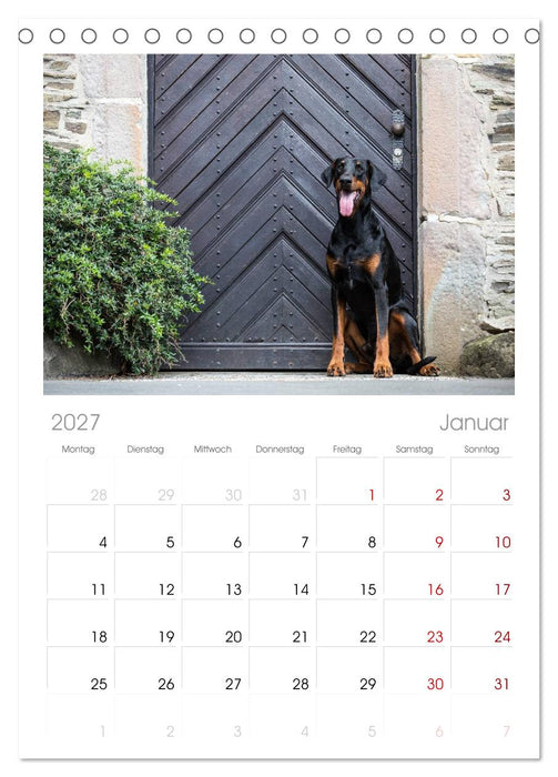 Dobermann (CALVENDO Tischplaner A5H 2027)