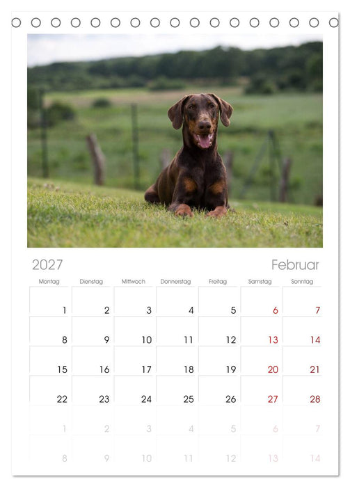 Dobermann (CALVENDO Tischplaner A5H 2027)
