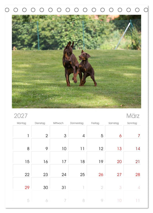 Dobermann (CALVENDO Tischplaner A5H 2027)