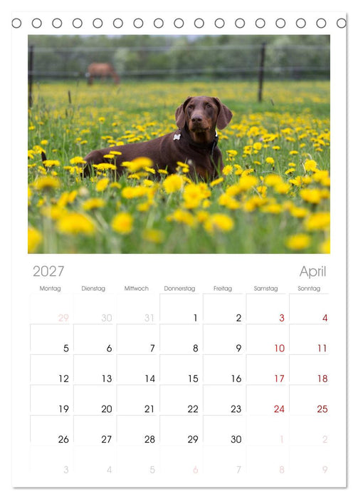 Dobermann (CALVENDO Tischplaner A5H 2027)