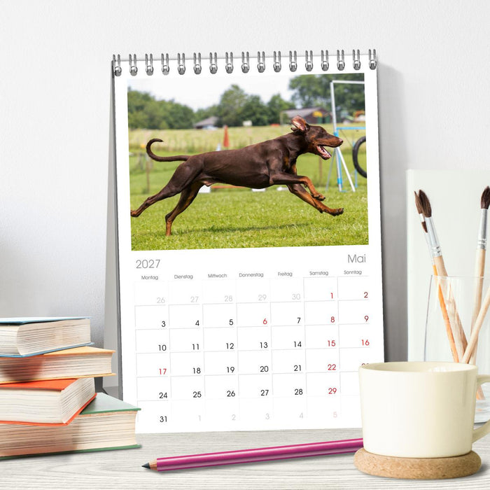 Dobermann (CALVENDO Tischplaner A5H 2027)