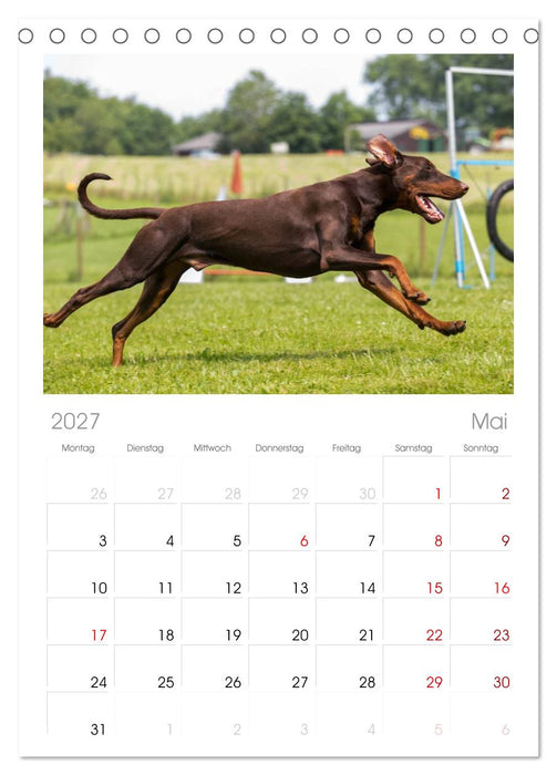 Dobermann (CALVENDO Tischplaner A5H 2027)