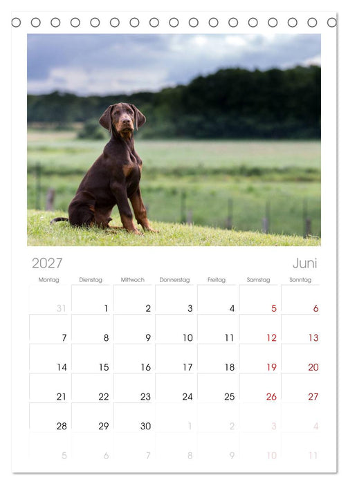 Dobermann (CALVENDO Tischplaner A5H 2027)