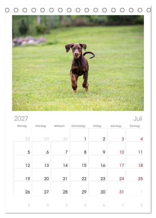 Dobermann (CALVENDO Tischplaner A5H 2027)