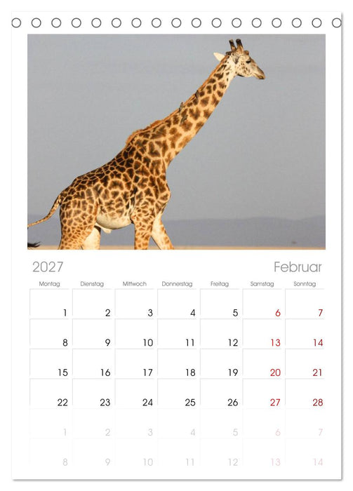 Giraffen (CALVENDO Tischplaner A5H 2027)