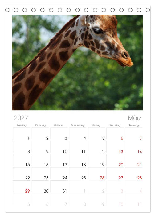 Giraffen (CALVENDO Tischplaner A5H 2027)
