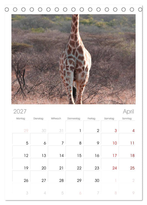 Giraffen (CALVENDO Tischplaner A5H 2027)