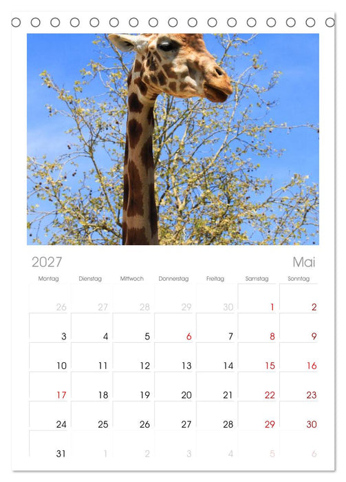 Giraffen (CALVENDO Tischplaner A5H 2027)