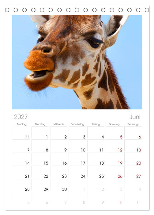 Giraffen (CALVENDO Tischplaner A5H 2027)