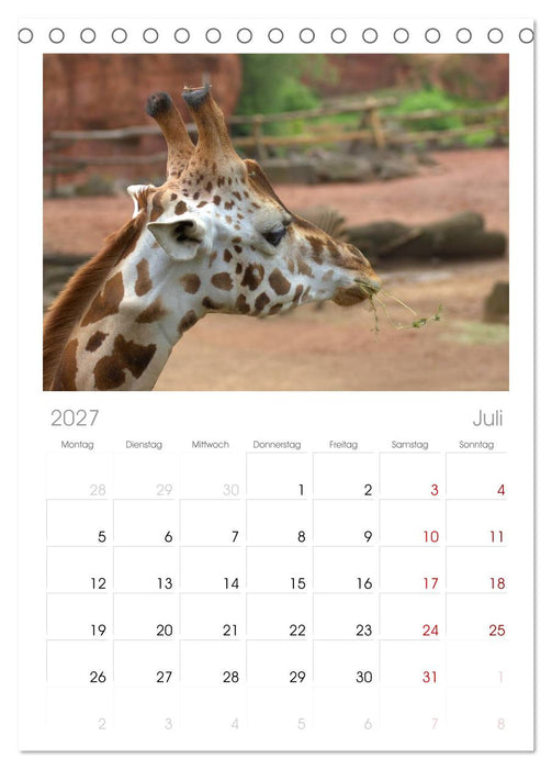 Giraffen (CALVENDO Tischplaner A5H 2027)