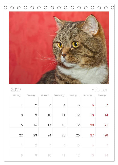 Rassekatzen (CALVENDO Tischplaner A5H 2027)