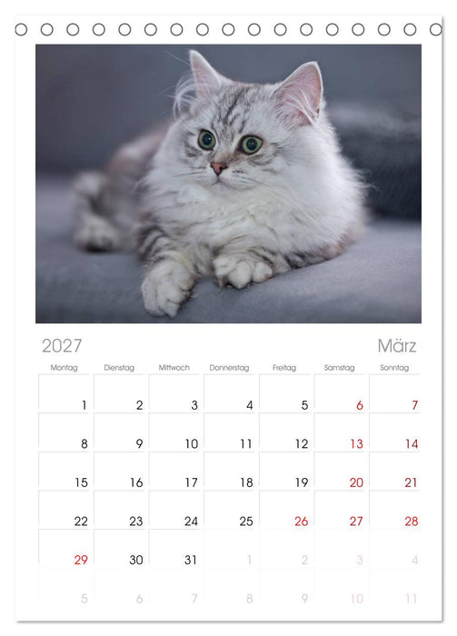 Rassekatzen (CALVENDO Tischplaner A5H 2027)