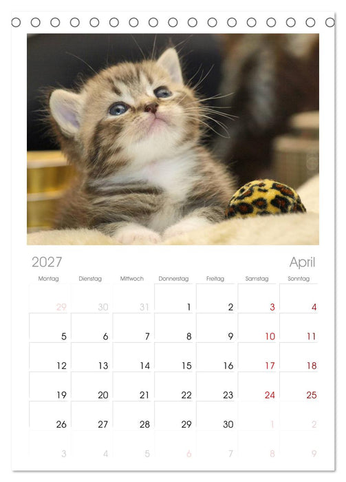 Rassekatzen (CALVENDO Tischplaner A5H 2027)