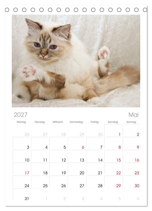 Rassekatzen (CALVENDO Tischplaner A5H 2027)