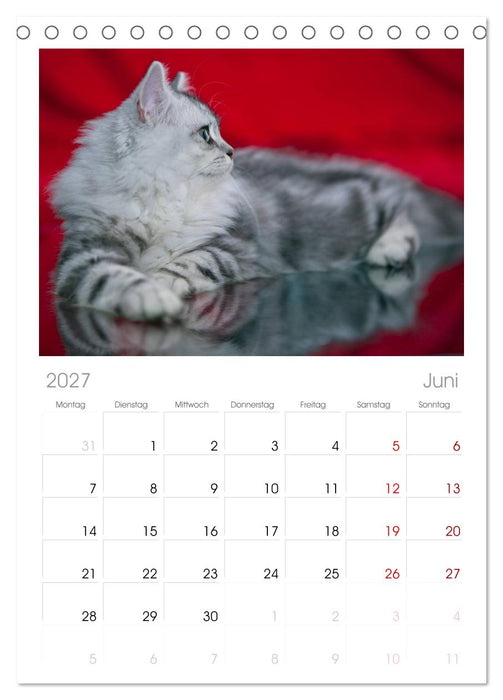 Rassekatzen (CALVENDO Tischplaner A5H 2027)