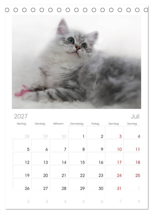 Rassekatzen (CALVENDO Tischplaner A5H 2027)