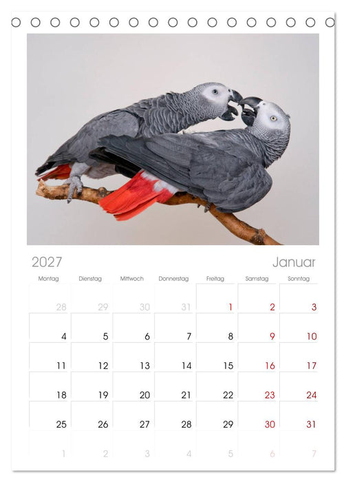 Graupapageien mit Herz (CALVENDO Tischplaner A5H 2027)