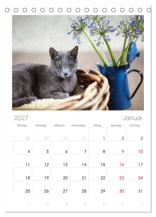 Katzen (CALVENDO Tischplaner A5H 2027)