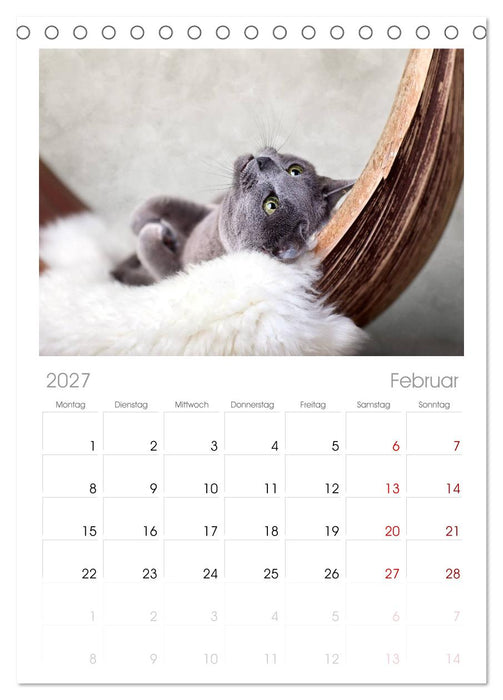 Katzen (CALVENDO Tischplaner A5H 2027)