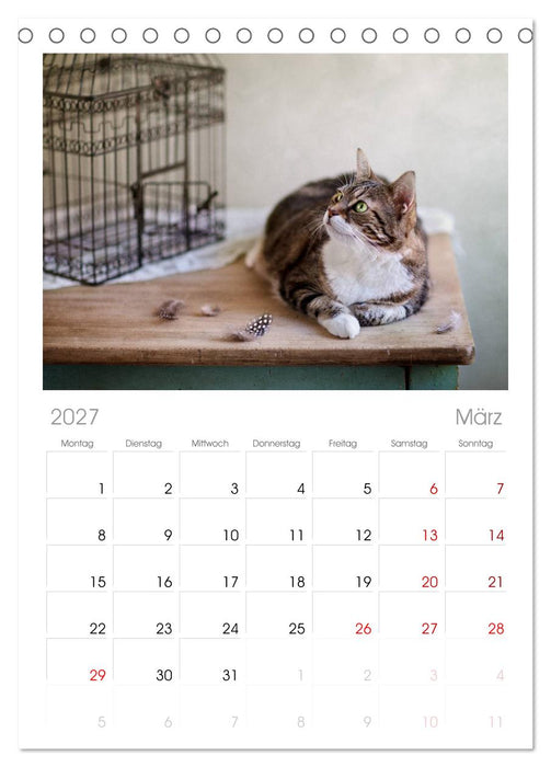 Katzen (CALVENDO Tischplaner A5H 2027)