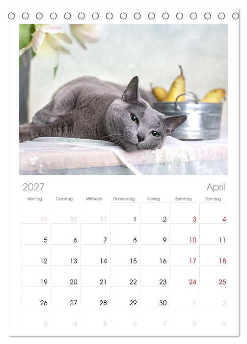 Katzen (CALVENDO Tischplaner A5H 2027)