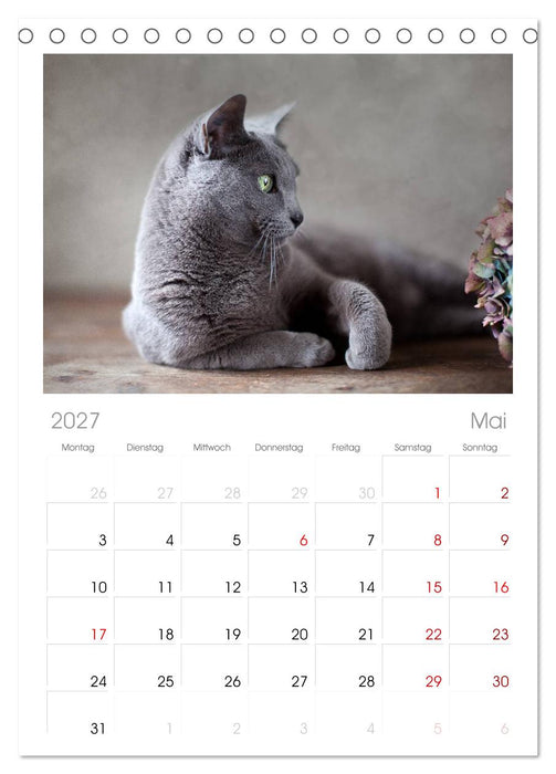 Katzen (CALVENDO Tischplaner A5H 2027)