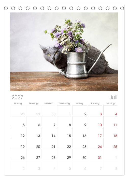 Katzen (CALVENDO Tischplaner A5H 2027)