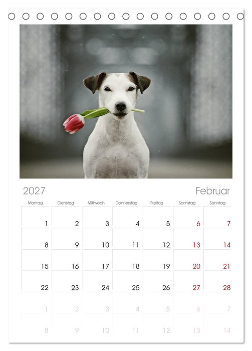 Parson Russell Terrier (CALVENDO Tischplaner A5H 2027)