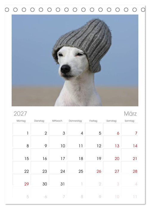 Parson Russell Terrier (CALVENDO Tischplaner A5H 2027)
