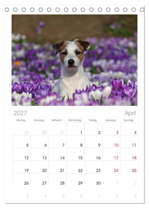Parson Russell Terrier (CALVENDO Tischplaner A5H 2027)