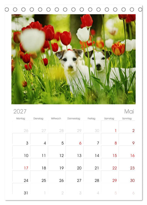 Parson Russell Terrier (CALVENDO Tischplaner A5H 2027)