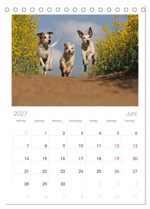 Parson Russell Terrier (CALVENDO Tischplaner A5H 2027)