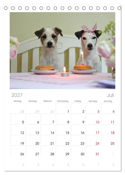 Parson Russell Terrier (CALVENDO Tischplaner A5H 2027)