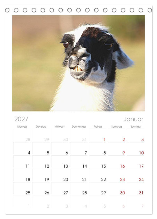 Lama-Kalender (CALVENDO Tischplaner A5H 2027)