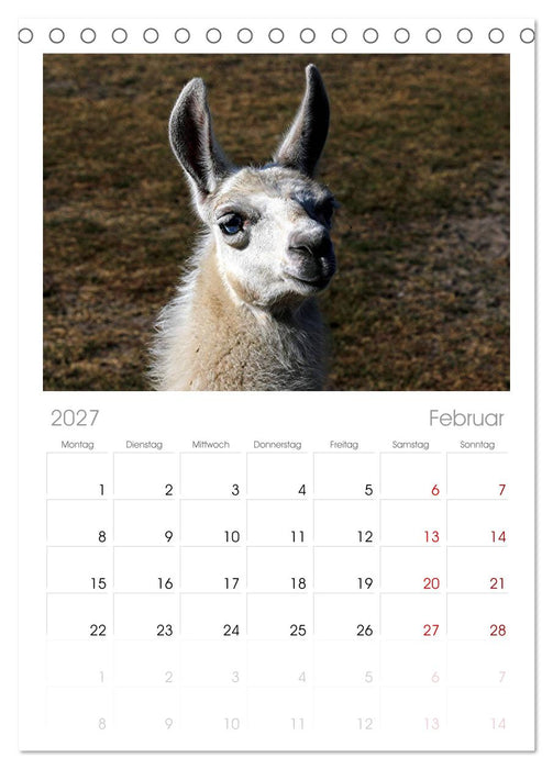 Lama-Kalender (CALVENDO Tischplaner A5H 2027)
