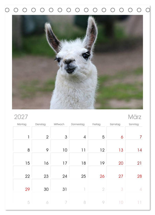 Lama-Kalender (CALVENDO Tischplaner A5H 2027)