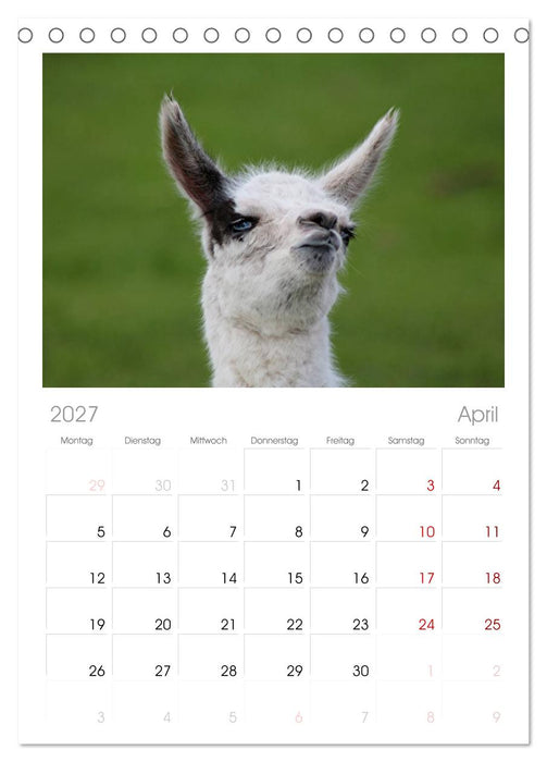 Lama-Kalender (CALVENDO Tischplaner A5H 2027)