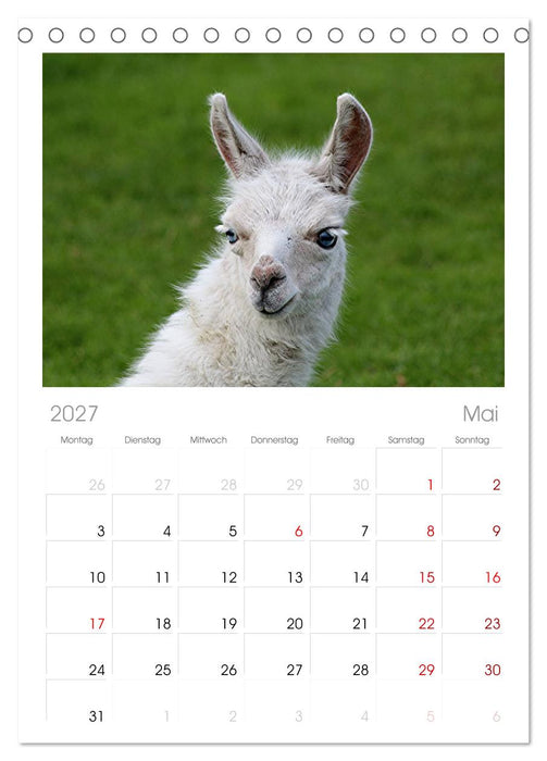 Lama-Kalender (CALVENDO Tischplaner A5H 2027)