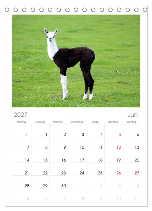 Lama-Kalender (CALVENDO Tischplaner A5H 2027)