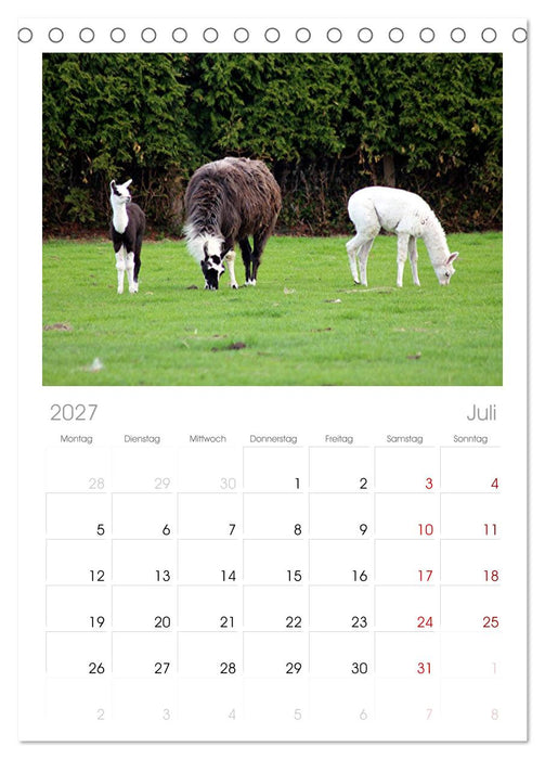 Lama-Kalender (CALVENDO Tischplaner A5H 2027)