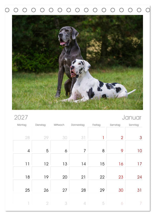 Deutsche Dogge (CALVENDO Tischplaner A5H 2027)