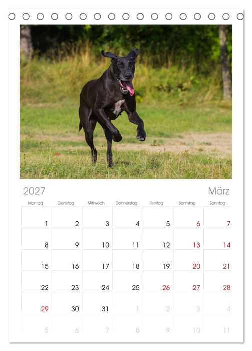 Deutsche Dogge (CALVENDO Tischplaner A5H 2027)