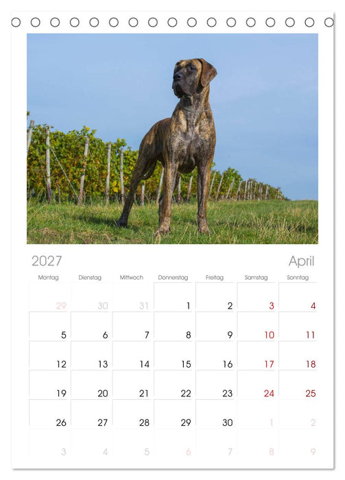 Deutsche Dogge (CALVENDO Tischplaner A5H 2027)