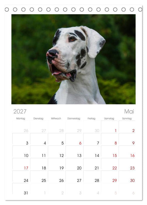 Deutsche Dogge (CALVENDO Tischplaner A5H 2027)