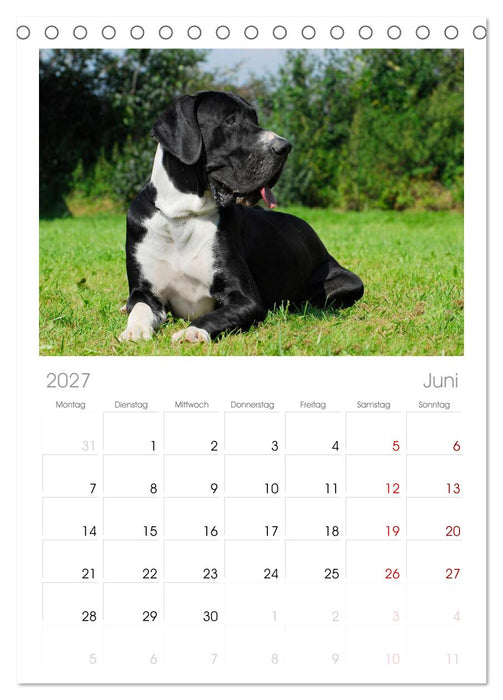 Deutsche Dogge (CALVENDO Tischplaner A5H 2027)
