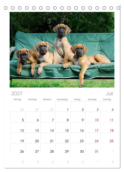 Deutsche Dogge (CALVENDO Tischplaner A5H 2027)