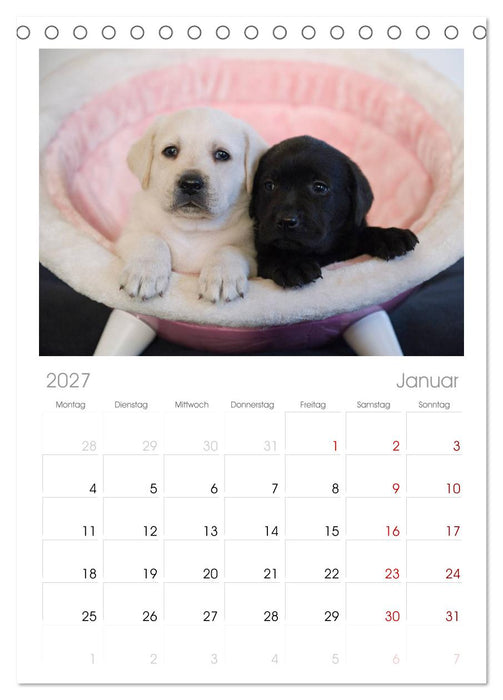 Labrador Welpen (CALVENDO Tischplaner A5H 2027)